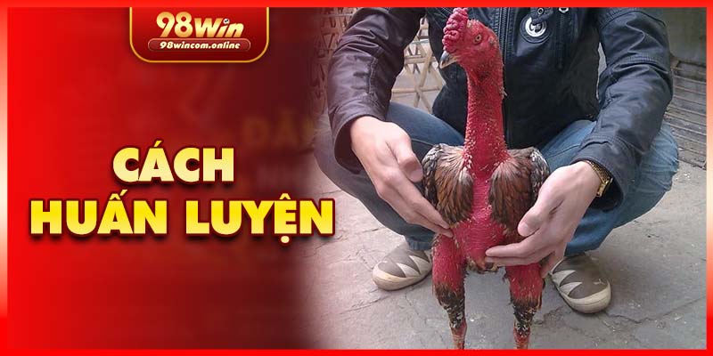 Một vài kinh nghiệm huấn luyện chiến kê xám thần của cao thủ
